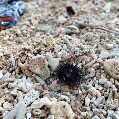 Toradh íomhá ar CBS Java Sea