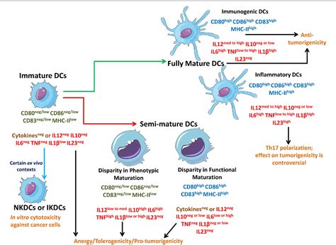 Dendritic Cell Maturation に対する画像結果