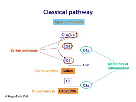 Afbeeldingsresultaten voor Classical Complement Pathway IgM