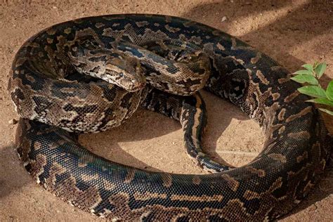 Rock Python Trail కోసం చిత్ర ఫలితం