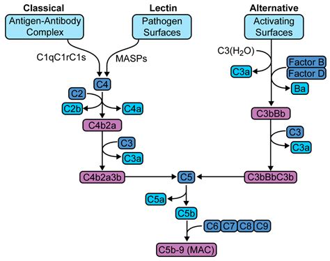 Image result for Phagocytic Process Alternative Complement Cascade