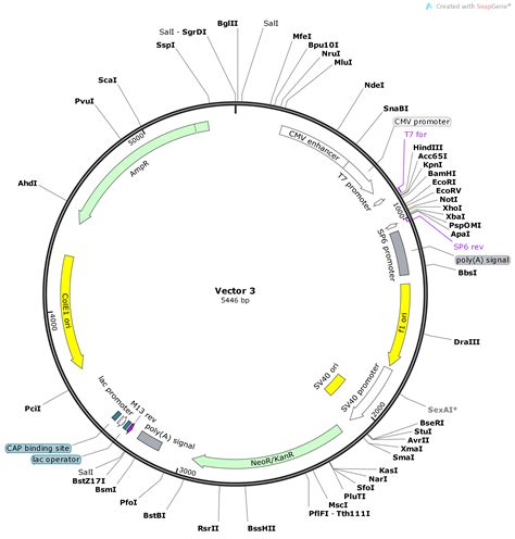 Vector Backbone Vector 3