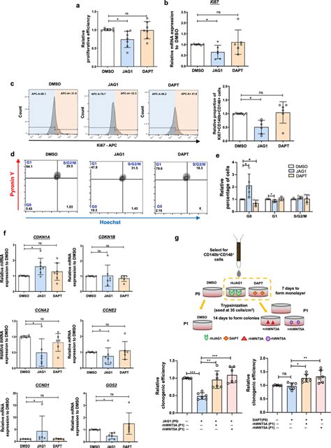 Toradh íomhá ar JAG1 and Notch 2