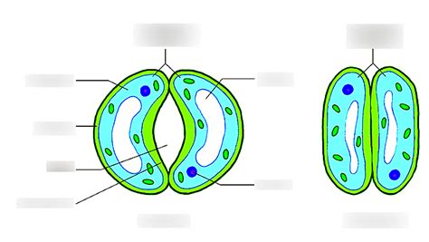 Image result for Labelled Diagram of Guard Cells