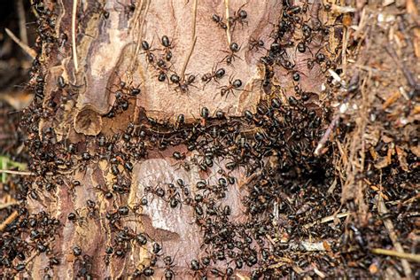 Image result for Ant Tunnels