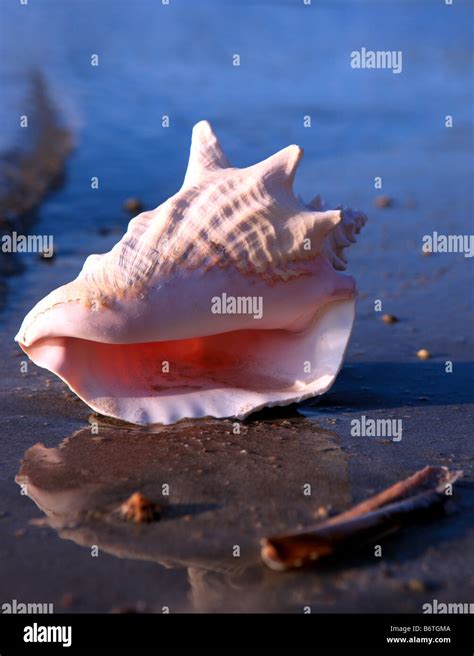 Image result for Conch Out of Shell