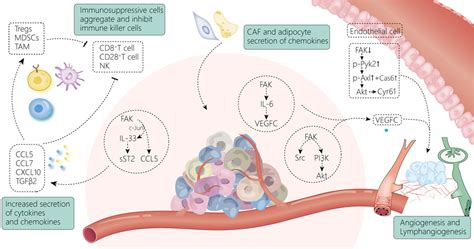 Image result for Focal Adhesion Microenvironment