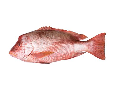 Image result for Roto Snapper