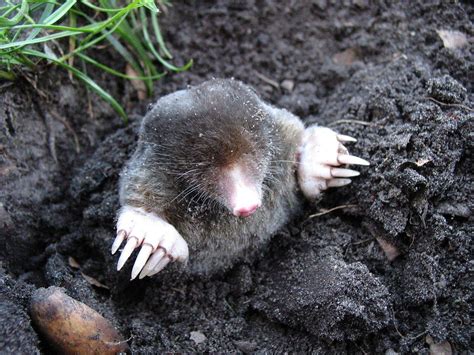 Moles Picture in Science に対する画像結果