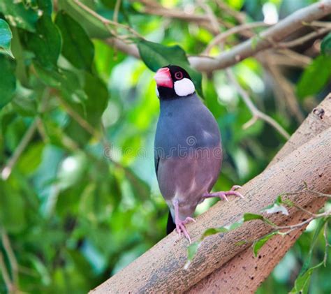 Java Sparrow Tree に対する画像結果