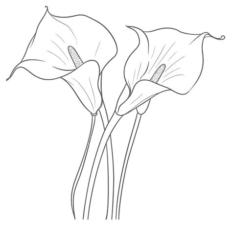 Image result for Calla Lily Line Drawing