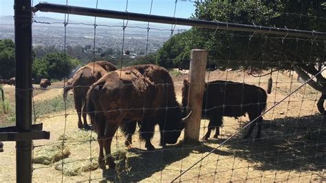 Image result for Bison Enrichment Ball