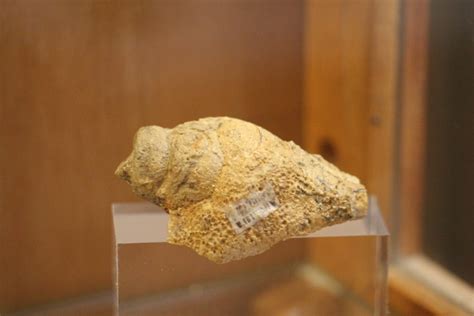 Science week (prehistoric molluscs) 👨‍💻🧠/ Moluscos prehistoricos🐌🐚(en ...