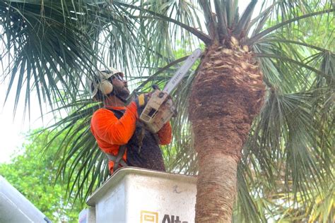 Toradh íomhá ar How to Trim a Palm Tree Trunk