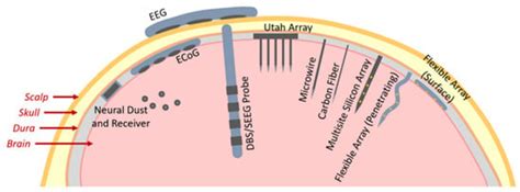Utah Array Stimulation に対する画像結果