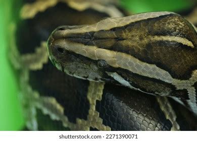 Image result for Python Nest