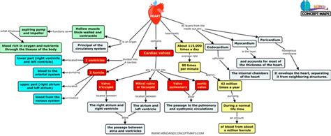 Image result for Cardiovascular System Concept Map