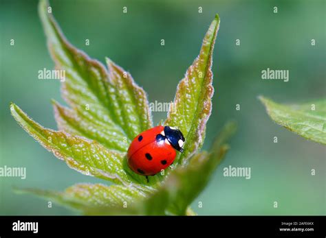 Insect Nature に対する画像結果