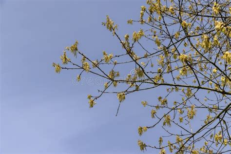 Image result for Field Maple Tree in Spring