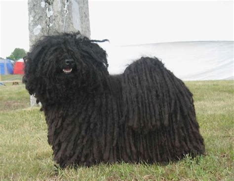 Image result for Commodore 64 Joystick