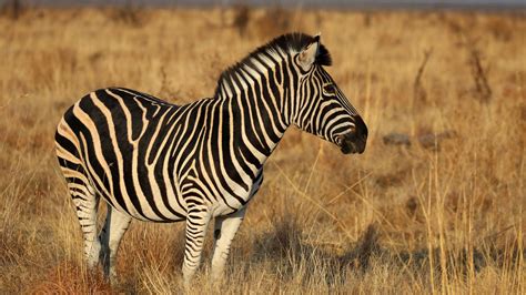 Image result for Zebra Gamer Kevin