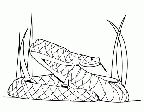 Australian Python Colouring In に対する画像結果