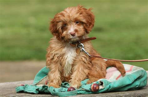 Cavapoo Puppies Breeders に対する画像結果