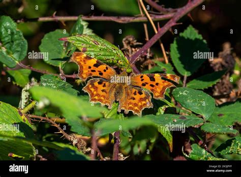 Image result for Polygonia Butterfly