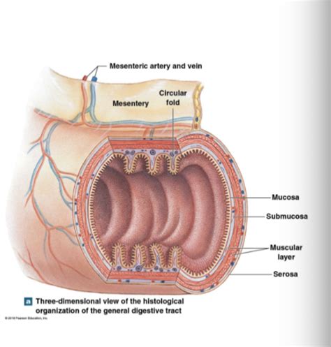 Image result for Compaction Digestive System