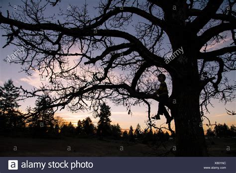 Afbeeldingsresultaten voor Boy Sitting in a Tree