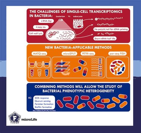 Toradh íomhá ar Microbial Transcriptomics