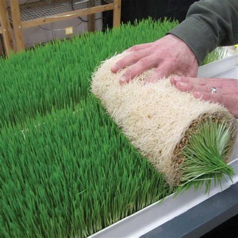 Image result for DIY Hydroponic Fodder Growing Systems