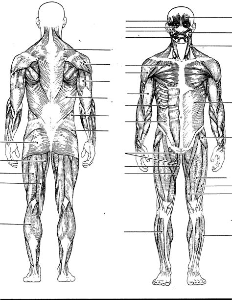 Toradh íomhá ar Skeleton Anatomy Blank
