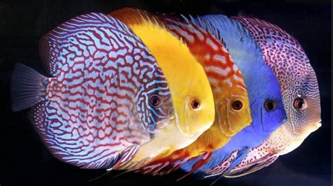 Image result for Discus Fish Care