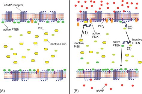 Image result for Intracellular and Extracellular Venn Diagram