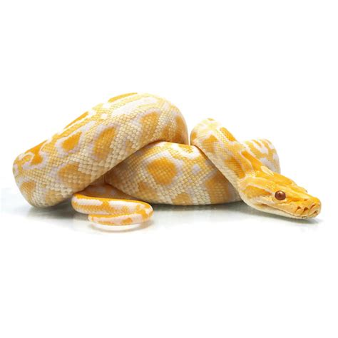 Burmese Python Tank Setup に対する画像結果