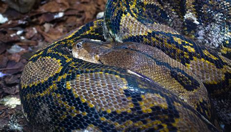 Image result for Reticulated Python Man Eater