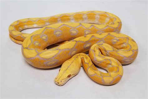 Afbeeldingsresultaten voor Lavender Reticulated Python Colors