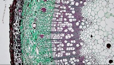 Toradh íomhá ar Stem Cortex