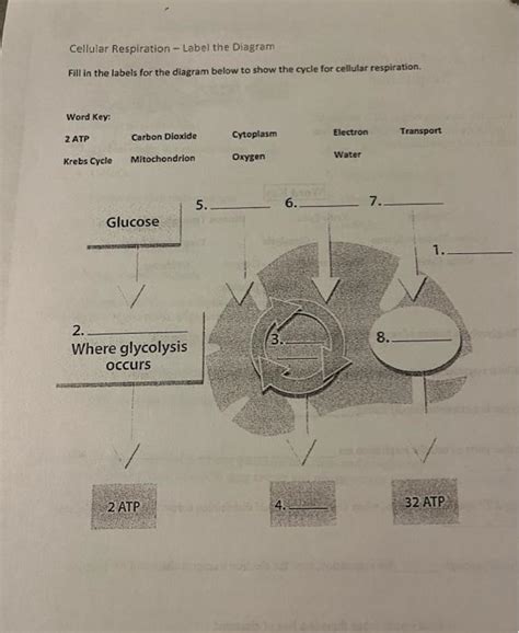 Cellular Respiration Fill in Chart に対する画像結果