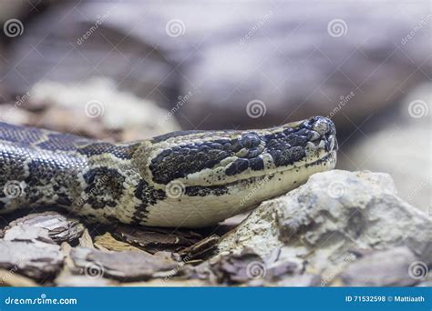 Image result for Rotspython Rijk