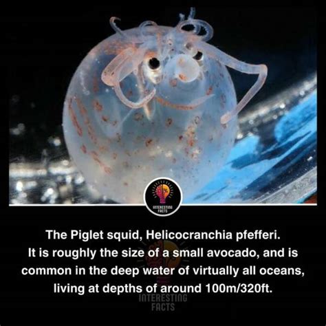 Image result for Most Random Stuff