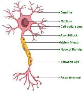 Image result for Neuron Structure CBSE 10 Class