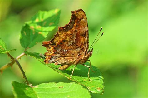Image result for Polygonia Butterfly