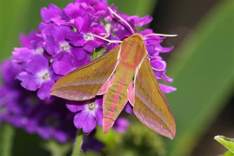 Image result for Large Hawk Moth