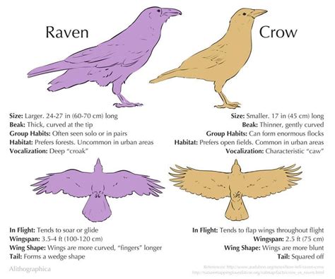 Crow Traits എന്നതിനുള്ള ഇമേജ് ഫലം