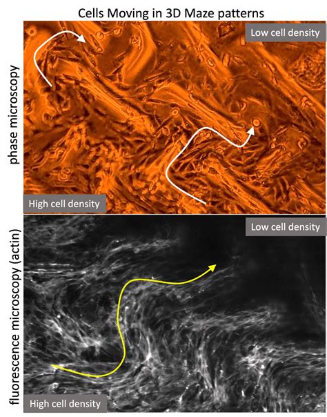 Image result for The First Optical Microscope