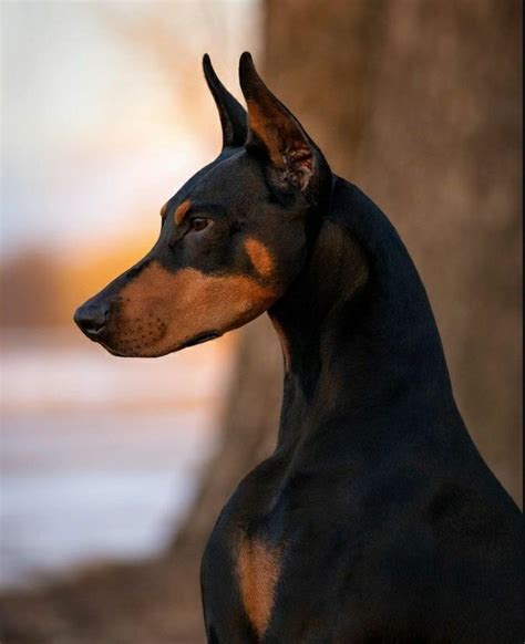 Best 13 German Pinscher vs Doberman Choosing the Perfect Companion – Artofit