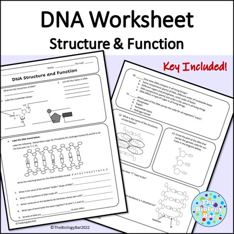 Toradh íomhá ar Decoding DNA Worksheet