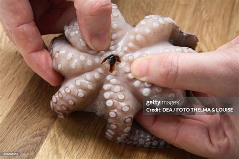 Image result for Octopus Beak